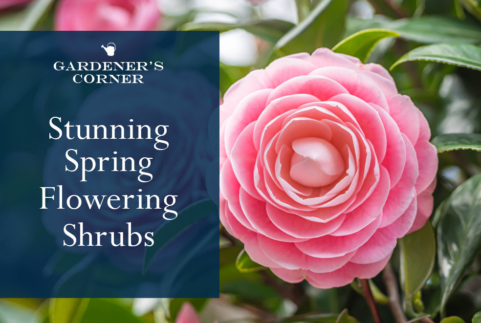 Stunning Spring-flowering Shrubs