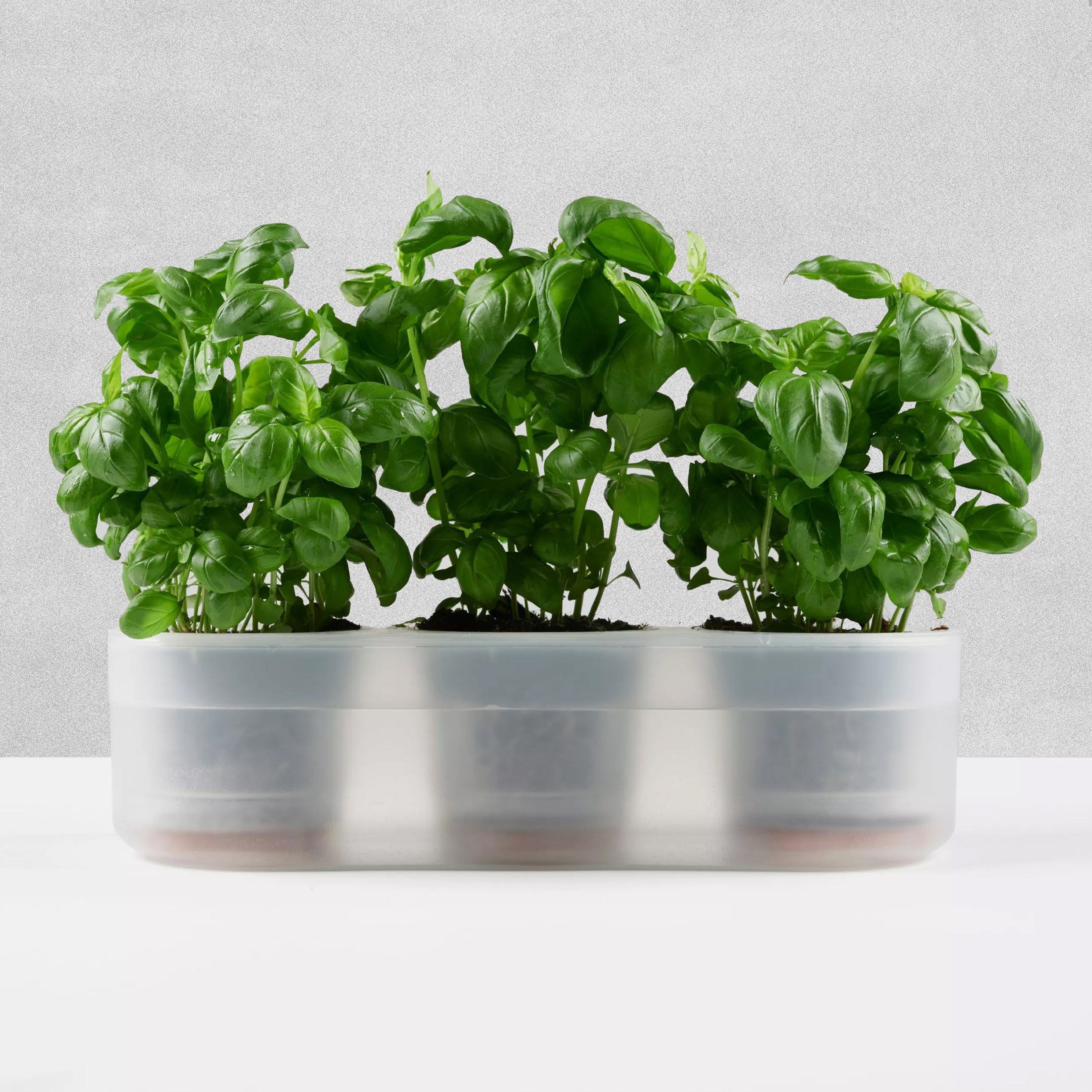 Boskke Self-Watering Planters - various sizes available