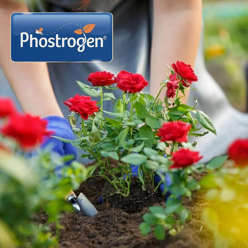 Phostrogen TopRose Rose and Shrub Food - 1KG