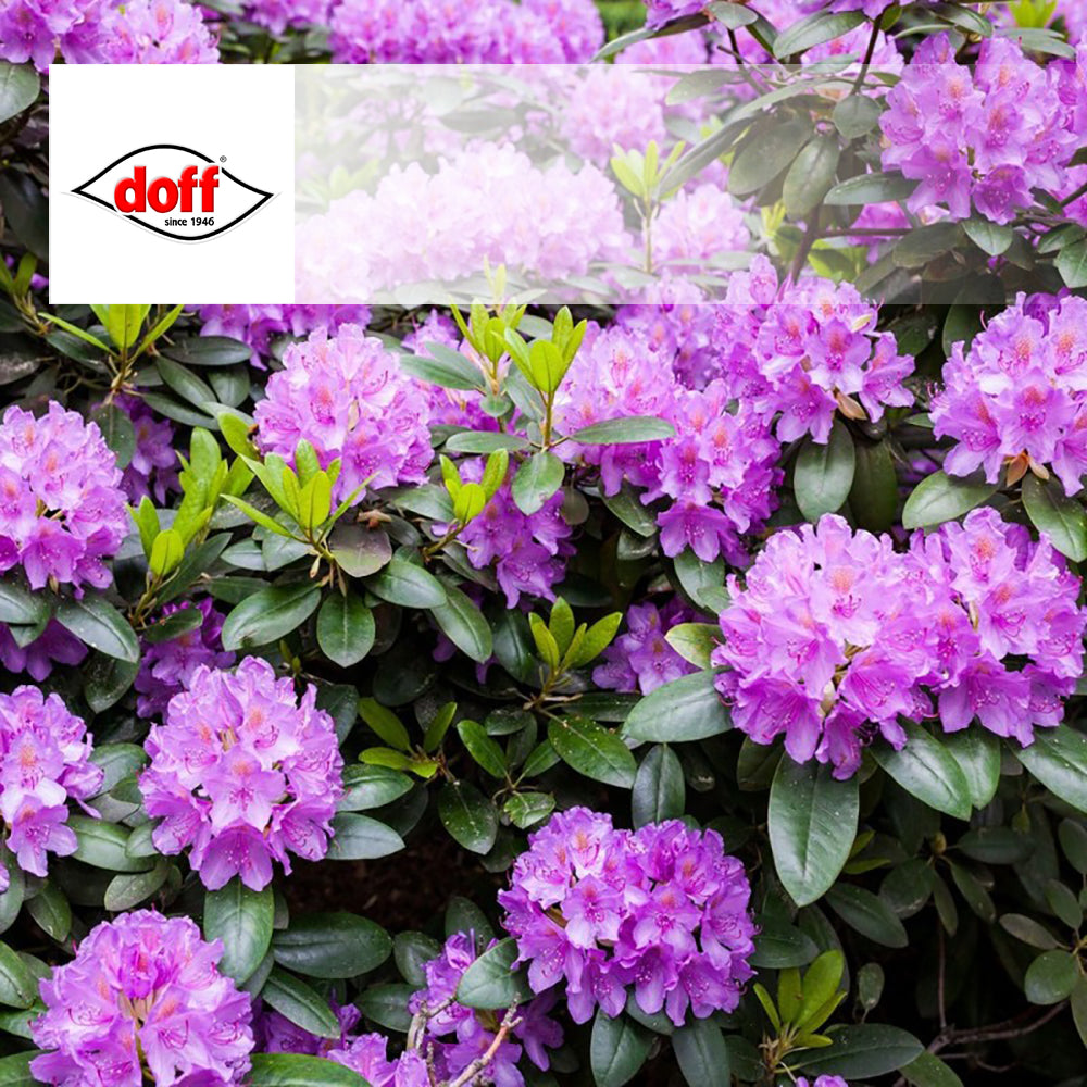 Doff Azalea, Camellia and Rhododendron Ericaceous Plant Liquid Feed  - 1L