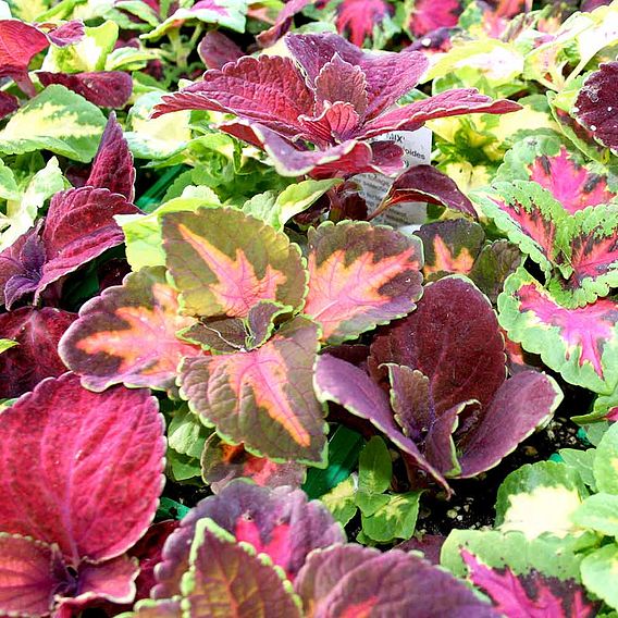 Sphere House Plant Kit - Coleus