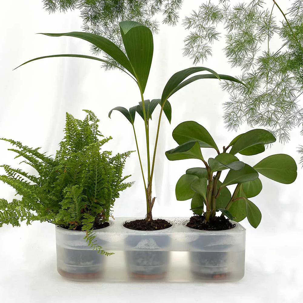 Boskke Self-Watering Planters - various sizes available