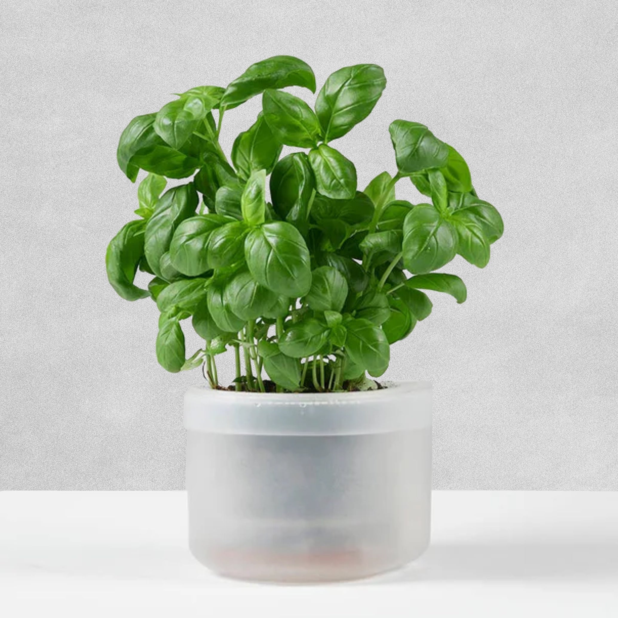 Boskke Self-Watering Planters - various sizes available